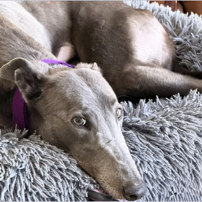 Photo of Skye