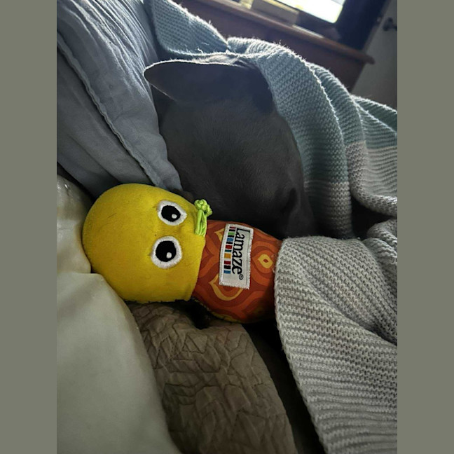 Photo of Hodgie The Greyhound