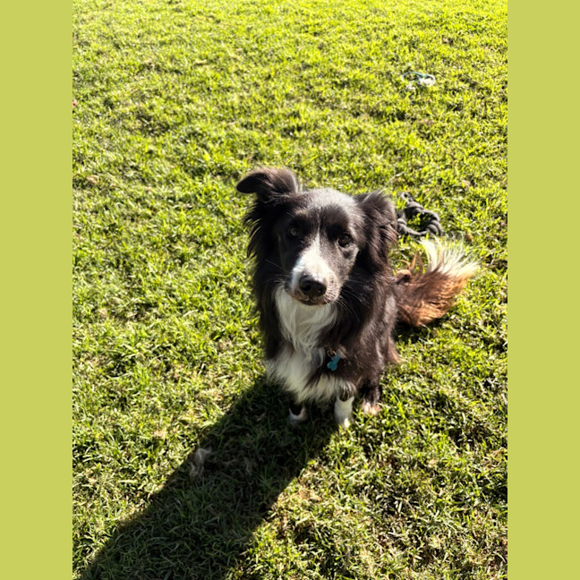 Photo of Alfie 