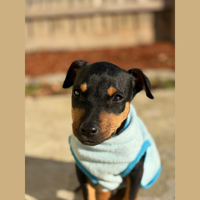 Photo of Banjo