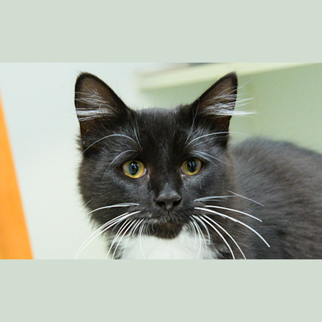 Photo of Fig