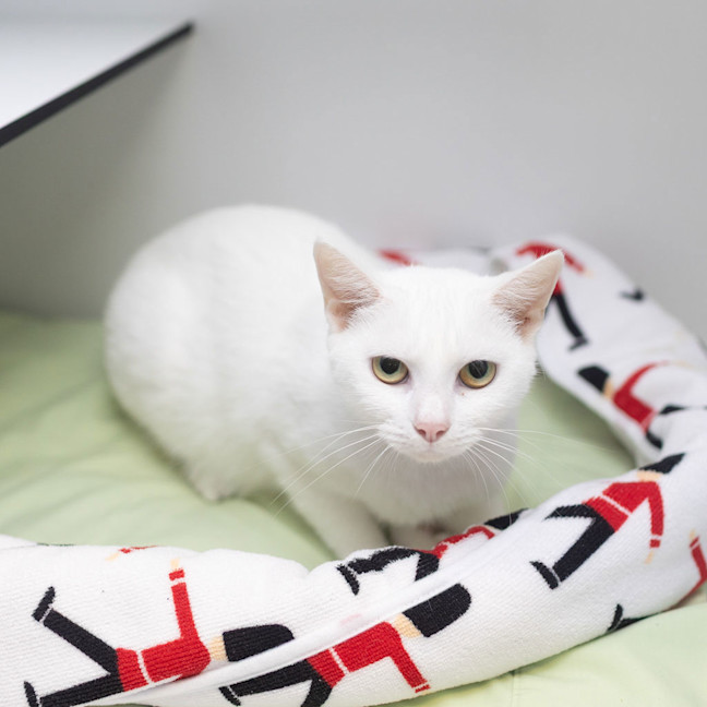 Photo of Mew