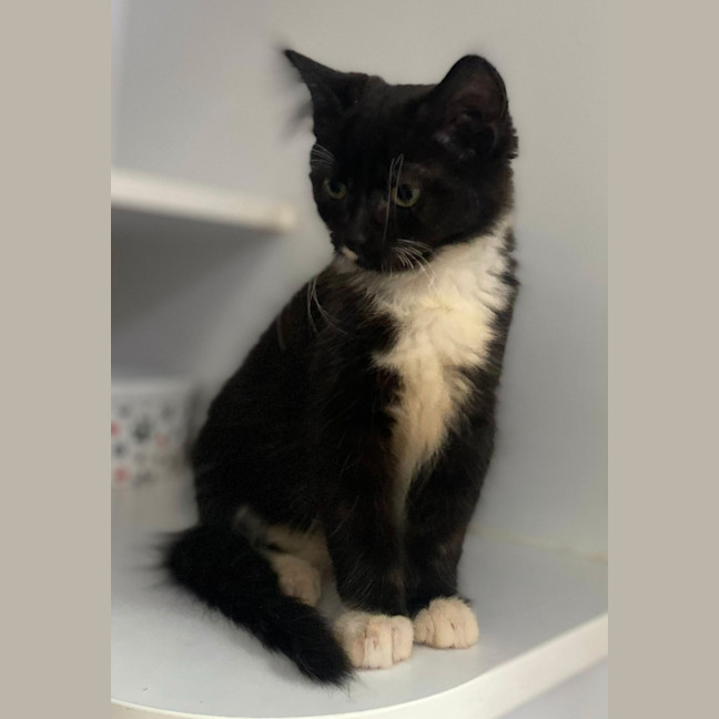 Photo of Buzzie (9968)