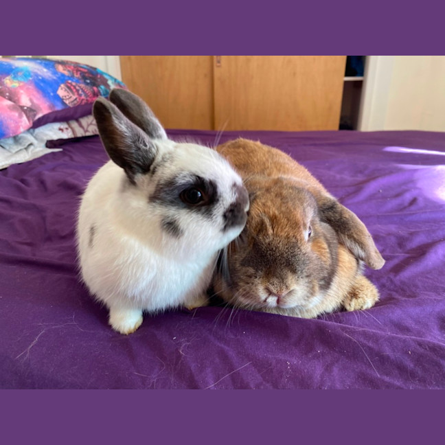 Photo of Scooter And Ivy 