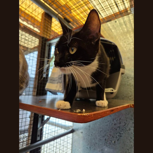 Photo of Kala! 🖤