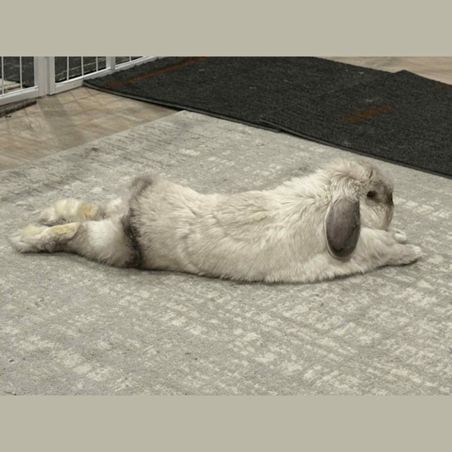 Photo of Gorgeous Milo