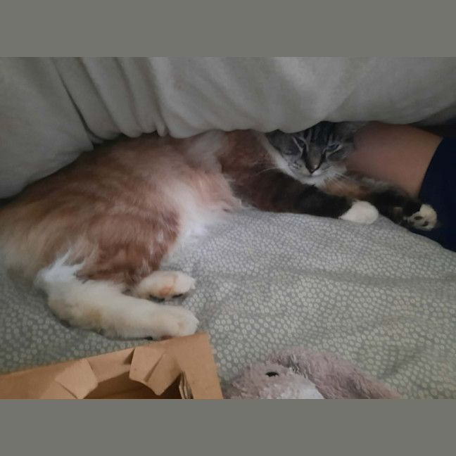 Photo of Caesar