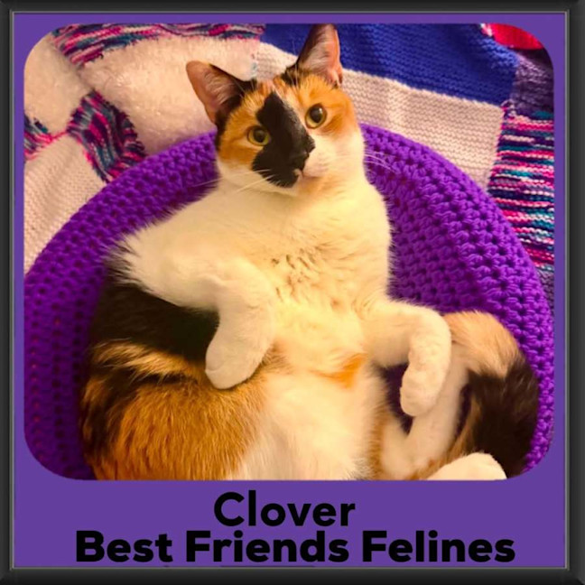 Photo of Clover 