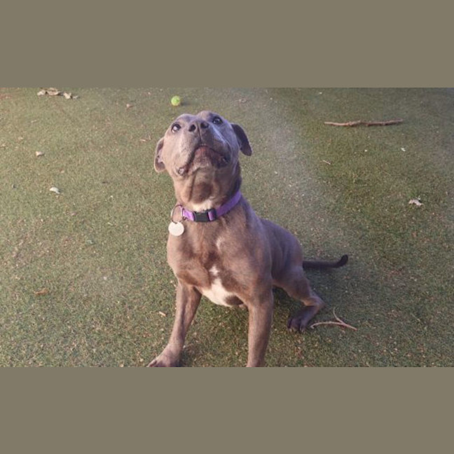 Photo of Shiloh