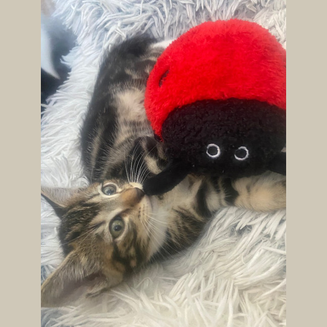 Photo of Tig Sanderson