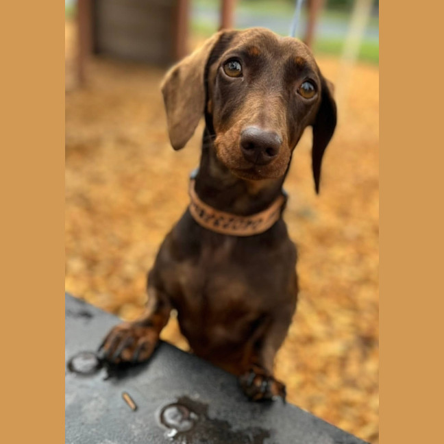 Photo of Penny