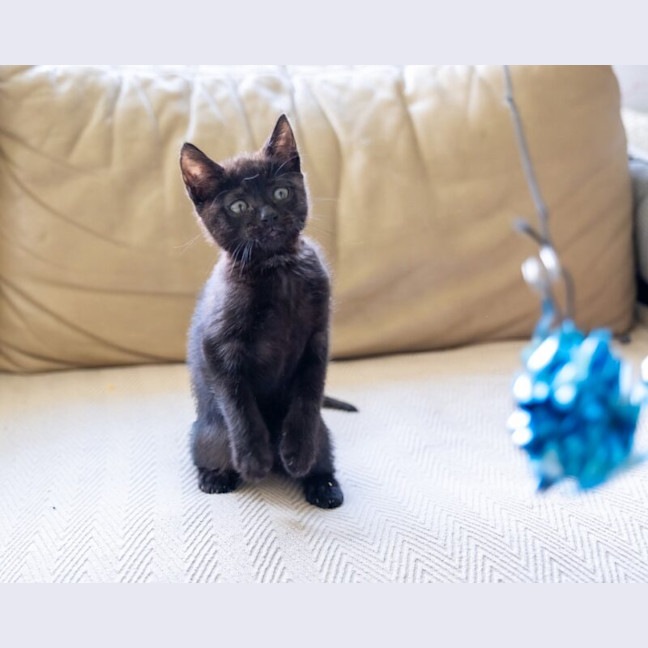 Photo of Kit