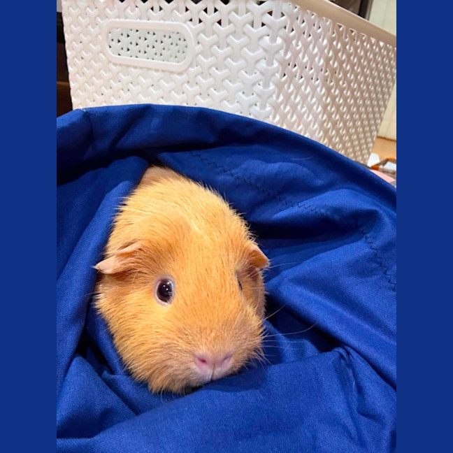 Photo of Meatball & Danish