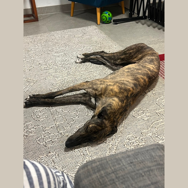 Photo of Lily