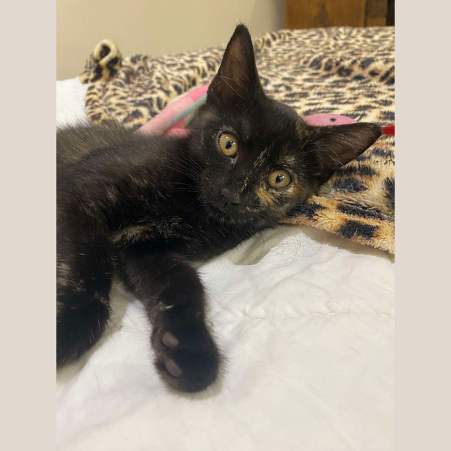 Photo of Diana (K40)