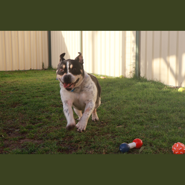 Photo of Rollie