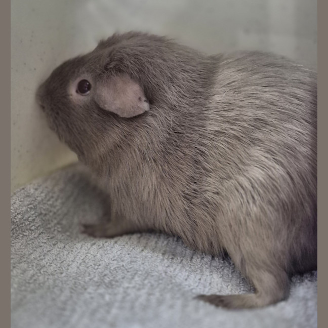 Photo of Kit