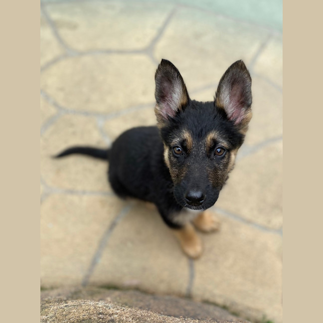 Photo of Figgie Smalls