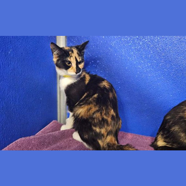 Photo of Fudge