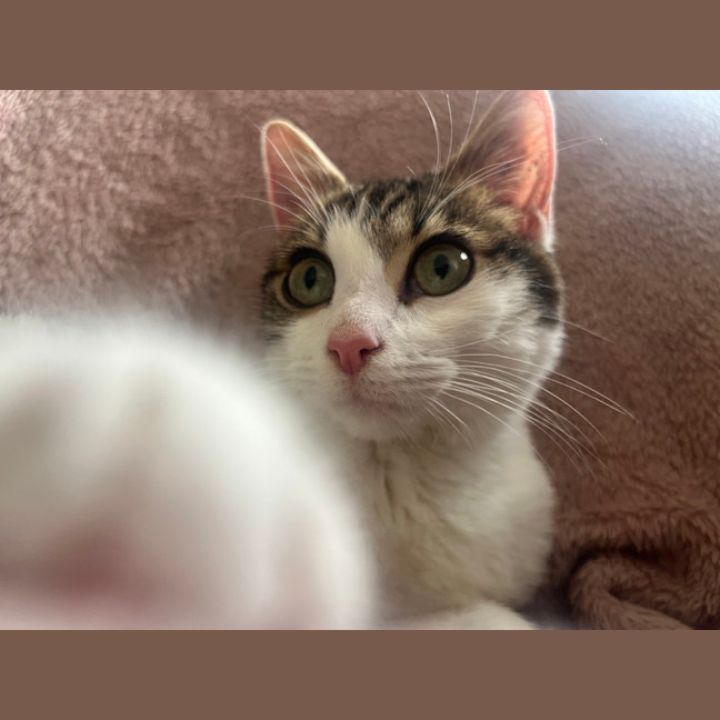 Photo of Smidge