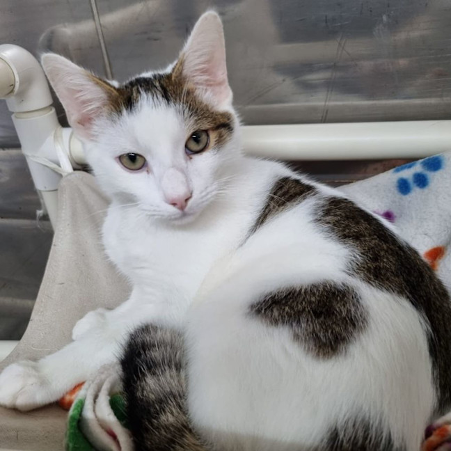 Photo of Mochi