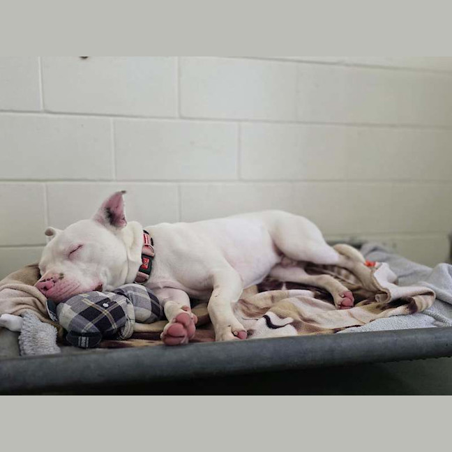 Photo of Casper