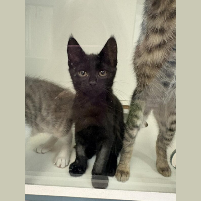 Photo of Sirius