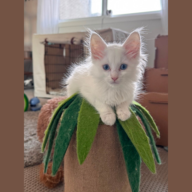 Photo of Casper