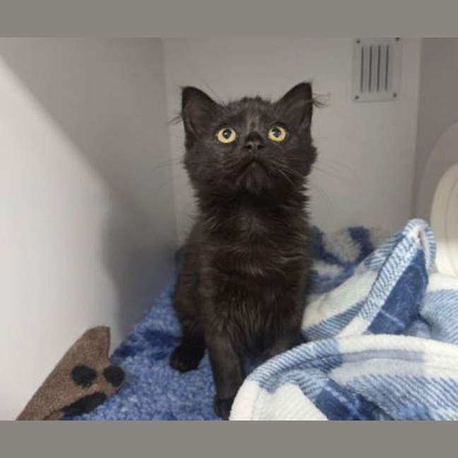 Photo of Luna
