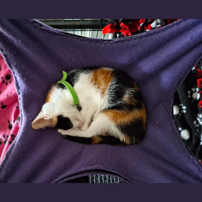 Photo of Blossom 🌸🌺