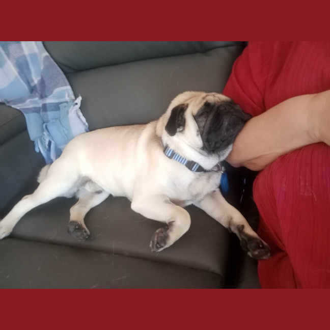 Photo of Romeo