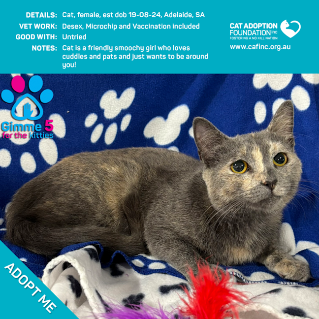 Photo of Cat Just $100 Limited Time!