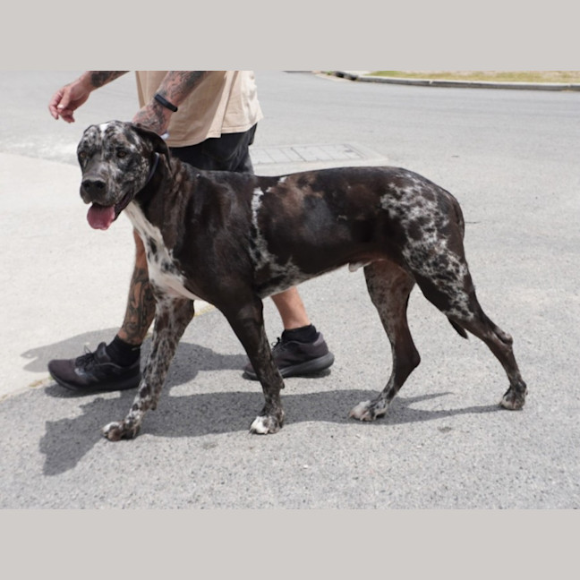 Photo of Bandit