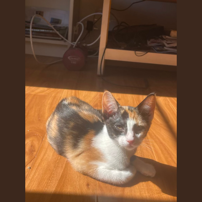 Photo of Peach