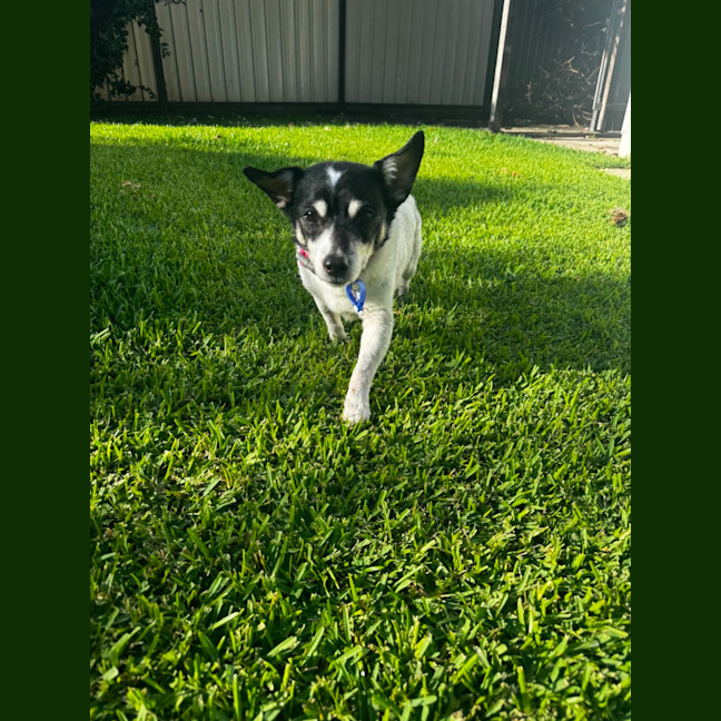 Photo of Tiny   14 Year Old Fox Terrier X