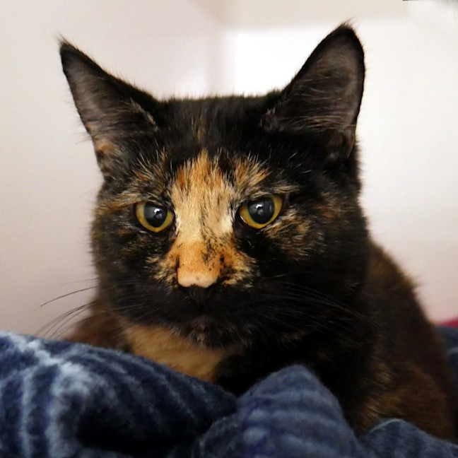 Photo of Hermione Sta014013