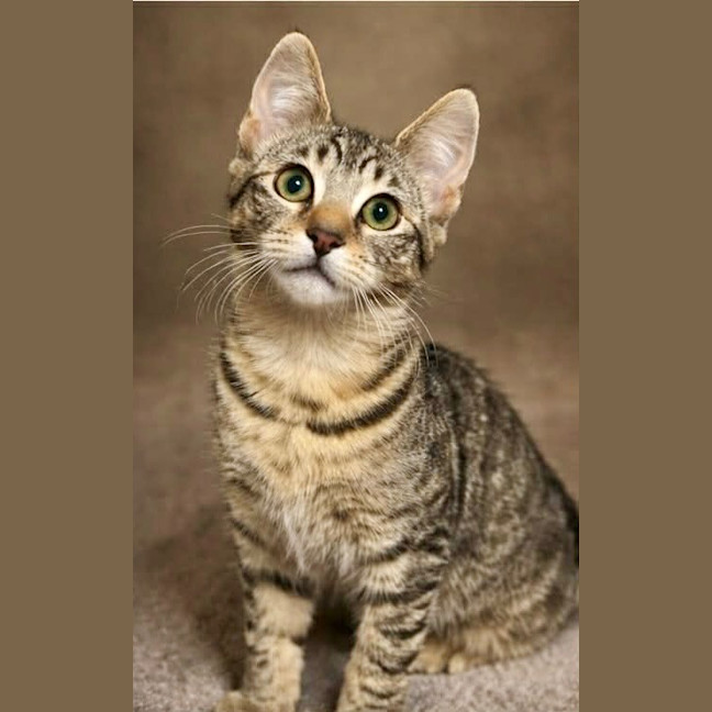 Photo of Tobias Torrens