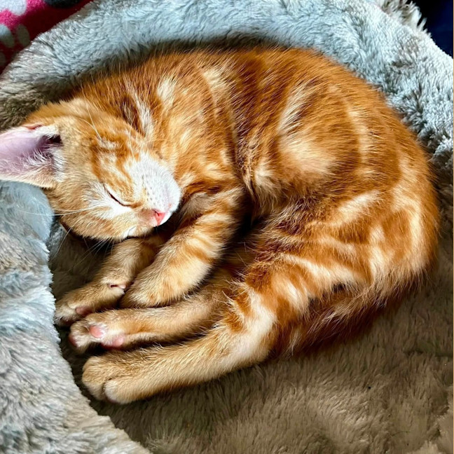 Photo of Cheezel