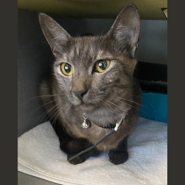 Photo of Luna