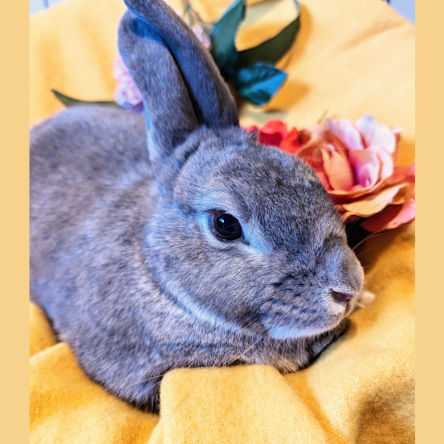 Photo of Millie (W Alon)