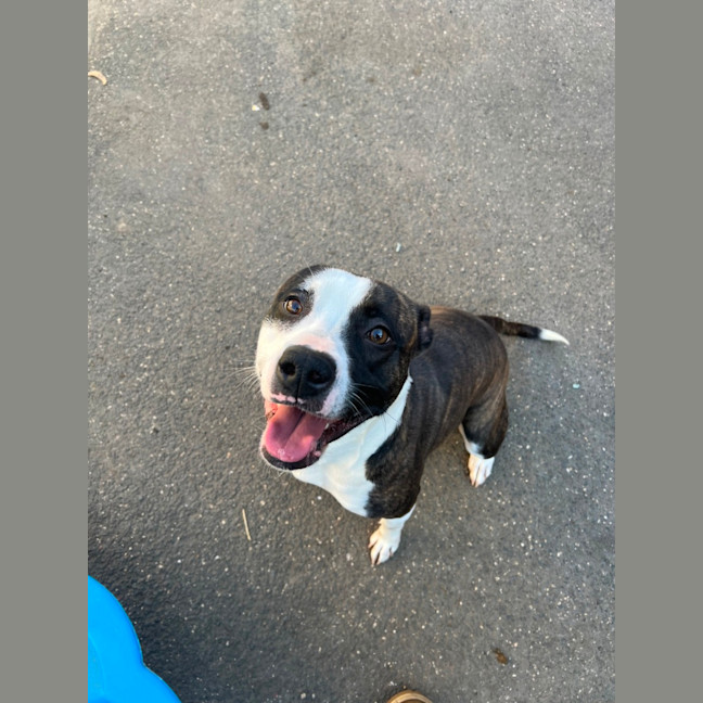 Photo of Stella