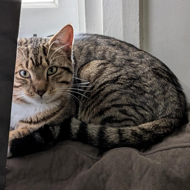 Photo of Pippin
