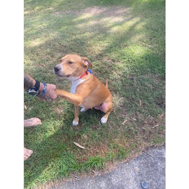 Photo of Sage *$350 Adoption Fee*