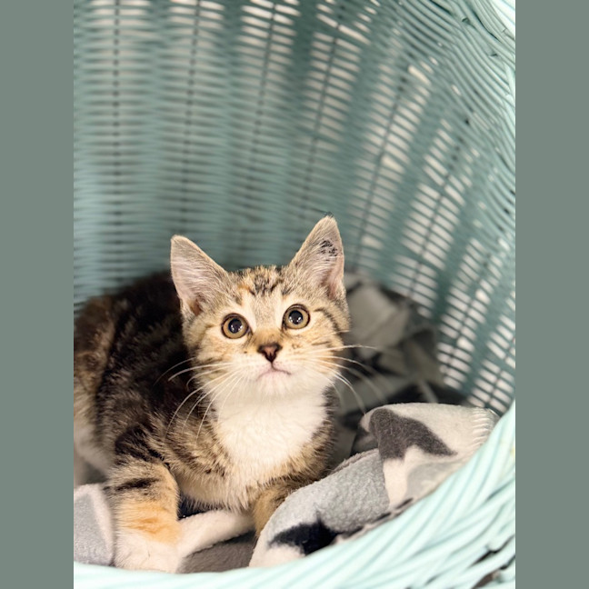 Photo of Vi