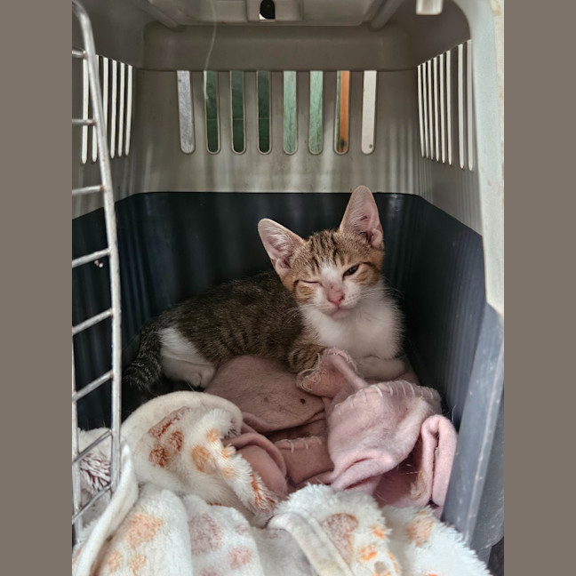 Photo of Marmalade