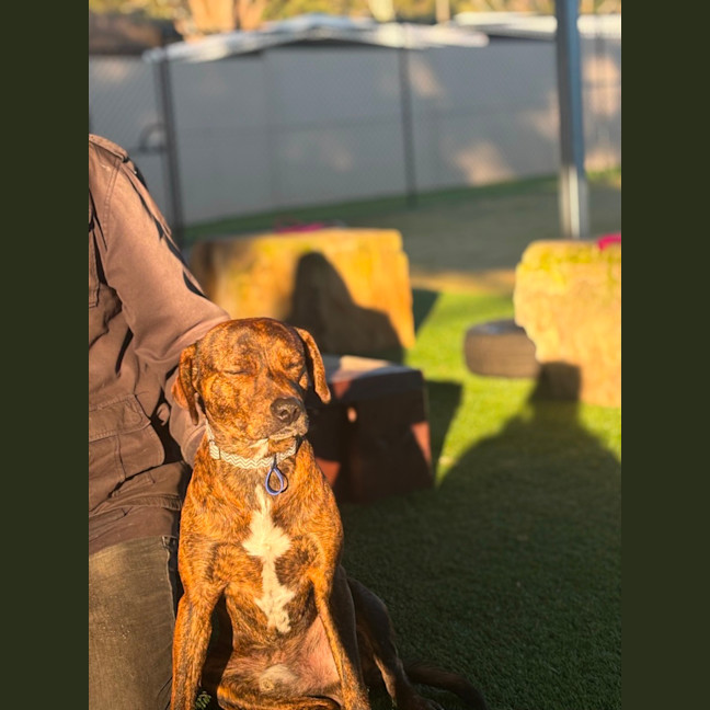 Photo of Jack   2 Year Old Plott Hound