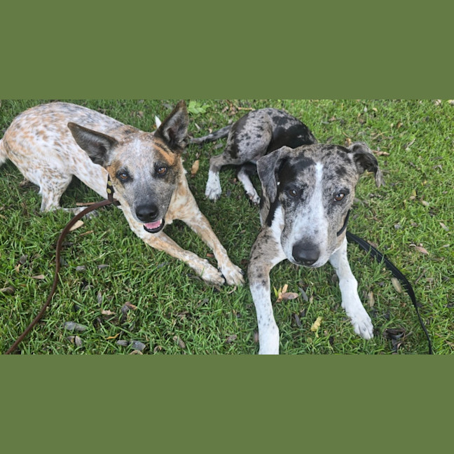 Photo of Truffles *$150 Adoption Fee*