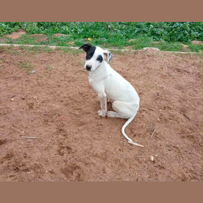 Photo of Daisy
