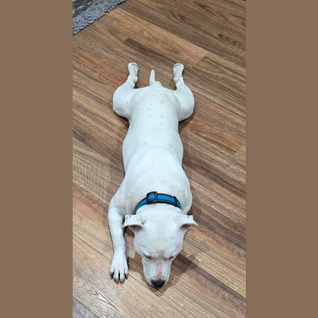 Photo of Corny (Cornelius)