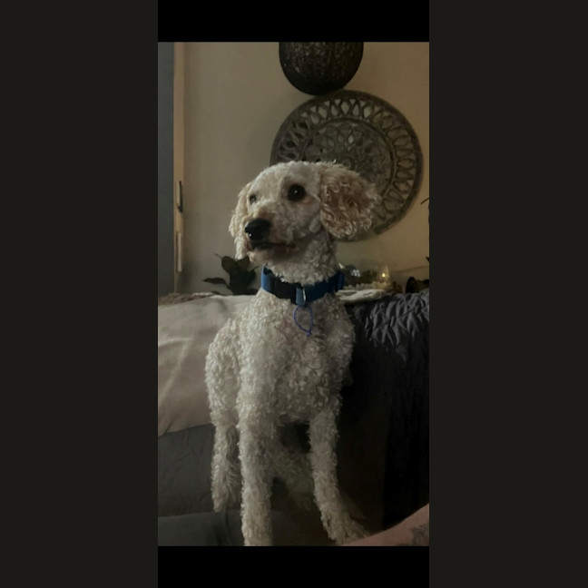 Photo of Harry   2‑Year‑Old Miniature Poodle